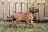 RODESIAN RIDGEBACK 232